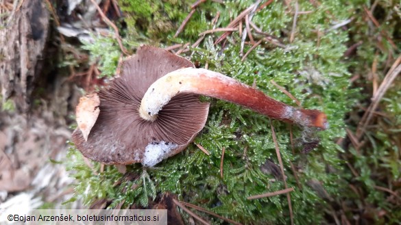 Hypholoma sublateritium