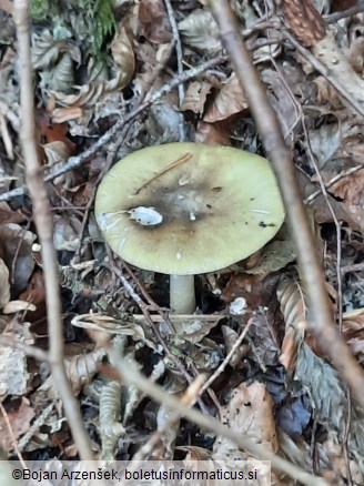 Amanita phalloides