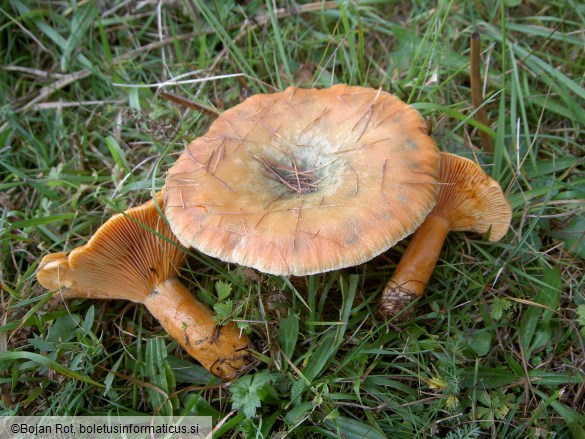 Lactarius deterrimus