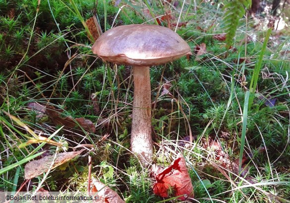 Leccinum scabrum
