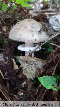 Amanita rubescens