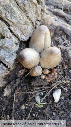 Coprinopsis atramentaria