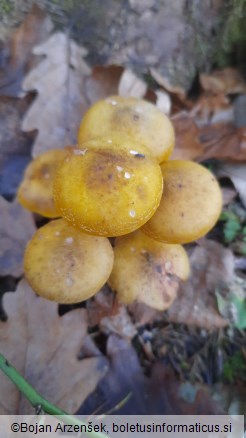 Armillaria mellea