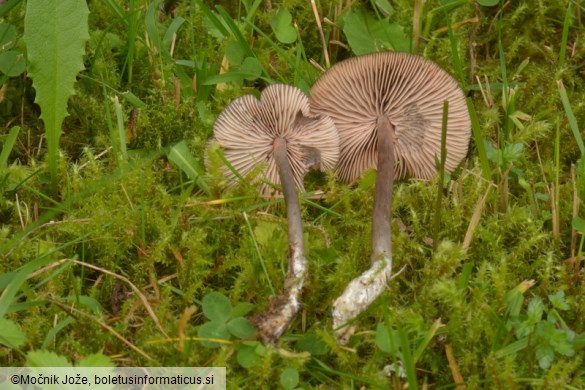 Entoloma lucidum