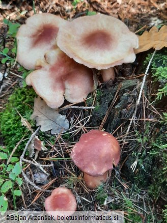 Tricholomopsis rutilans