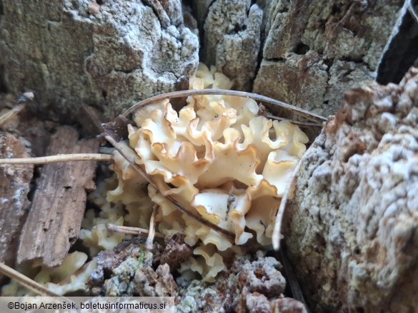 Sparassis crispa