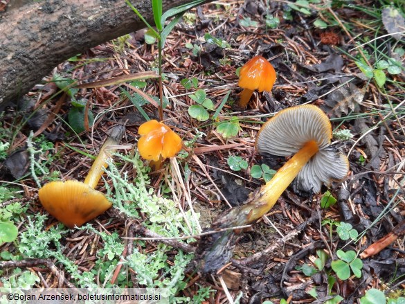 Hygrocybe cinereifolia