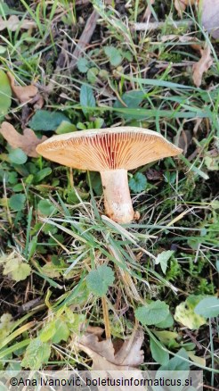 Lactarius deterrimus