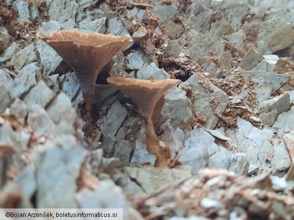 Coltricia perennis