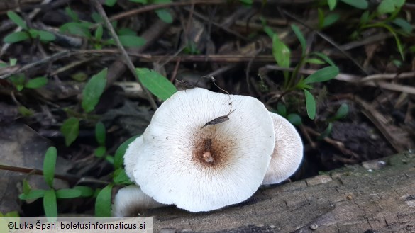 Lentinus tigrinus