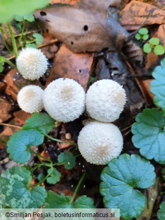 Lycoperdon perlatum