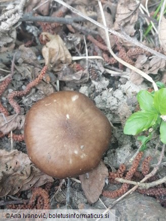 Pluteus cervinus