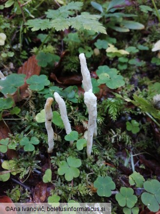 Clavaria fragilis