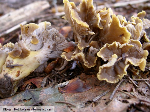Cantharellus ianthinoxanthus