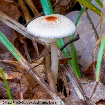 Lepiota cristata