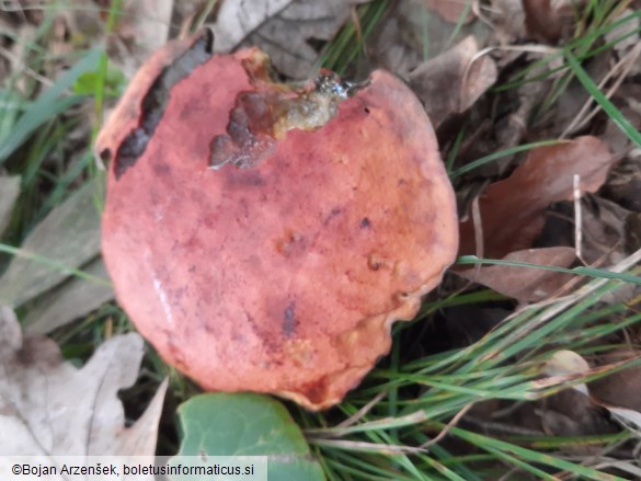 Boletus queletii