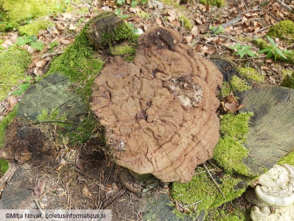 Ganoderma applanatum