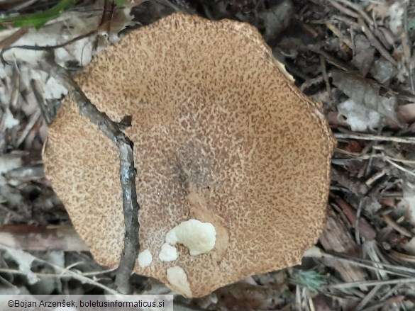 Suillus variegatus