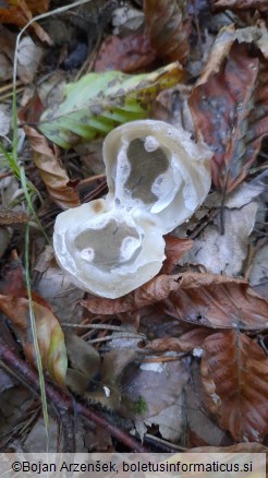 Clathrus archeri