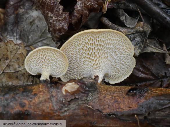 Neofavolus alveolaris