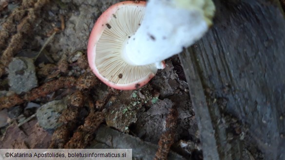 Russula emetica