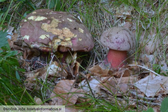 Rubroboletus rubrosanguineus