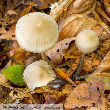 Mycena galericulata