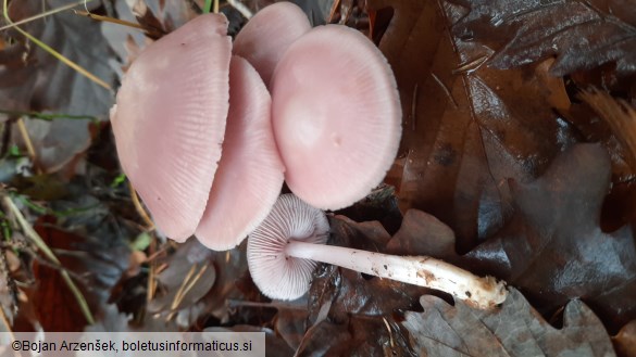 Mycena rosea