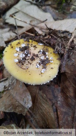 Amanita gemmata