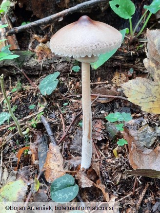 Macrolepiota mastoidea