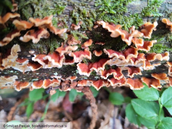 Stereum hirsutum