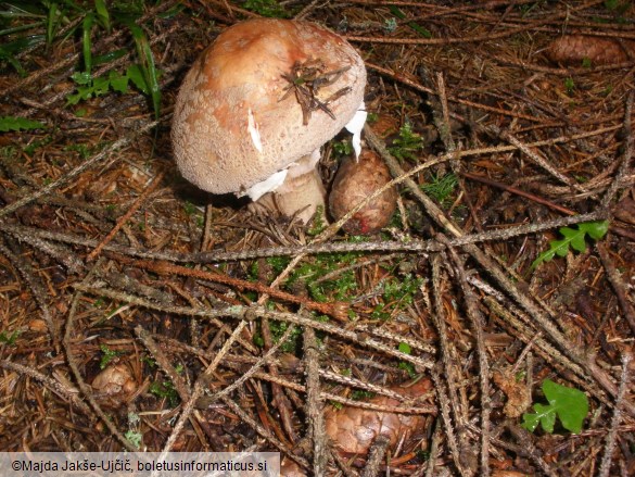 Amanita rubescens