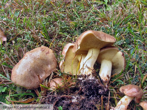 Suillus collinitus