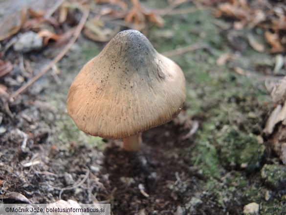 Inocybe corydalina