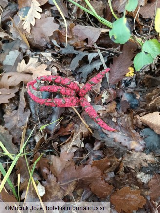 Clathrus archeri