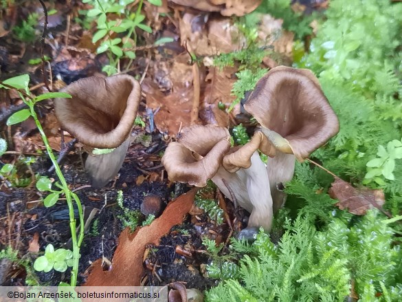 Craterellus cornucopioides