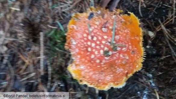 Amanita muscaria