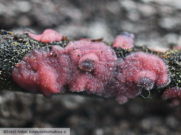 Marchandiomyces quercinus