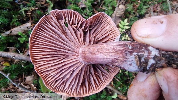 Hygrophorus capreolarius