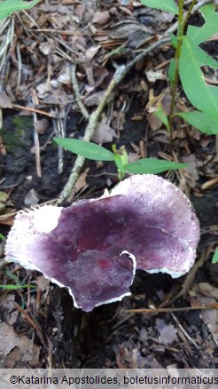 Russula amoena