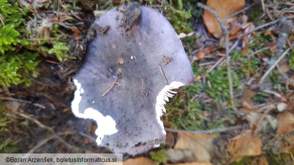 Russula cyanoxantha