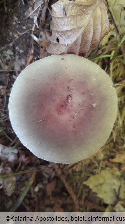 Russula heterophylla