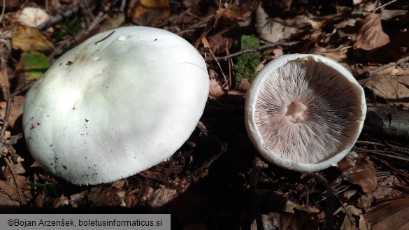 Agaricus sylvicola