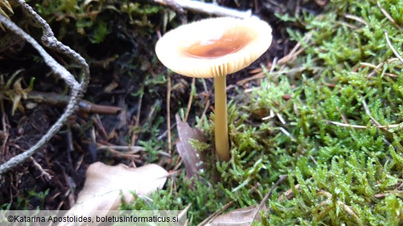 Amanita fulva