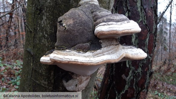 Fomes fomentarius