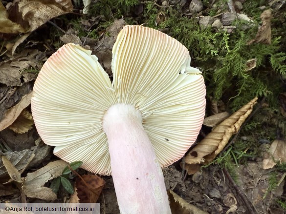 Russula rosea