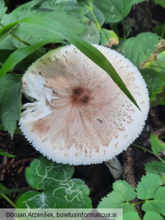 Macrolepiota mastoidea