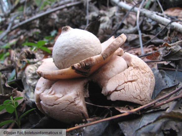 Geastrum triplex