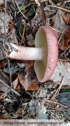 Tricholomopsis rutilans