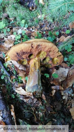 Boletus erythropus